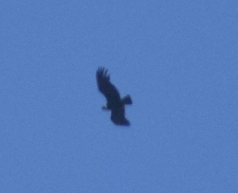 Condor des Andes - ML619057864
