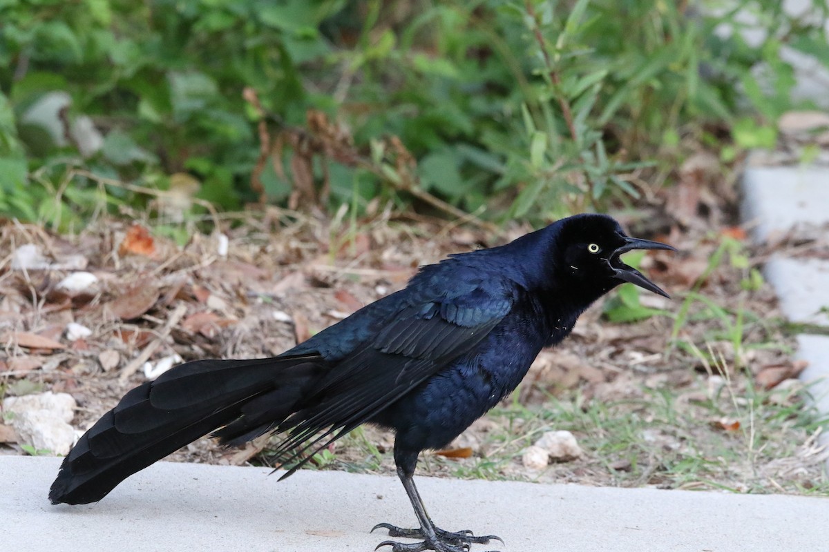 Great-tailed Grackle - ML619057878