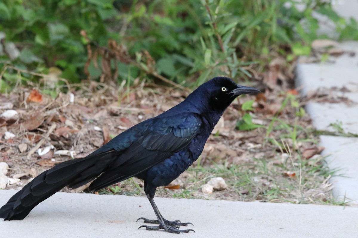 Great-tailed Grackle - ML619057898