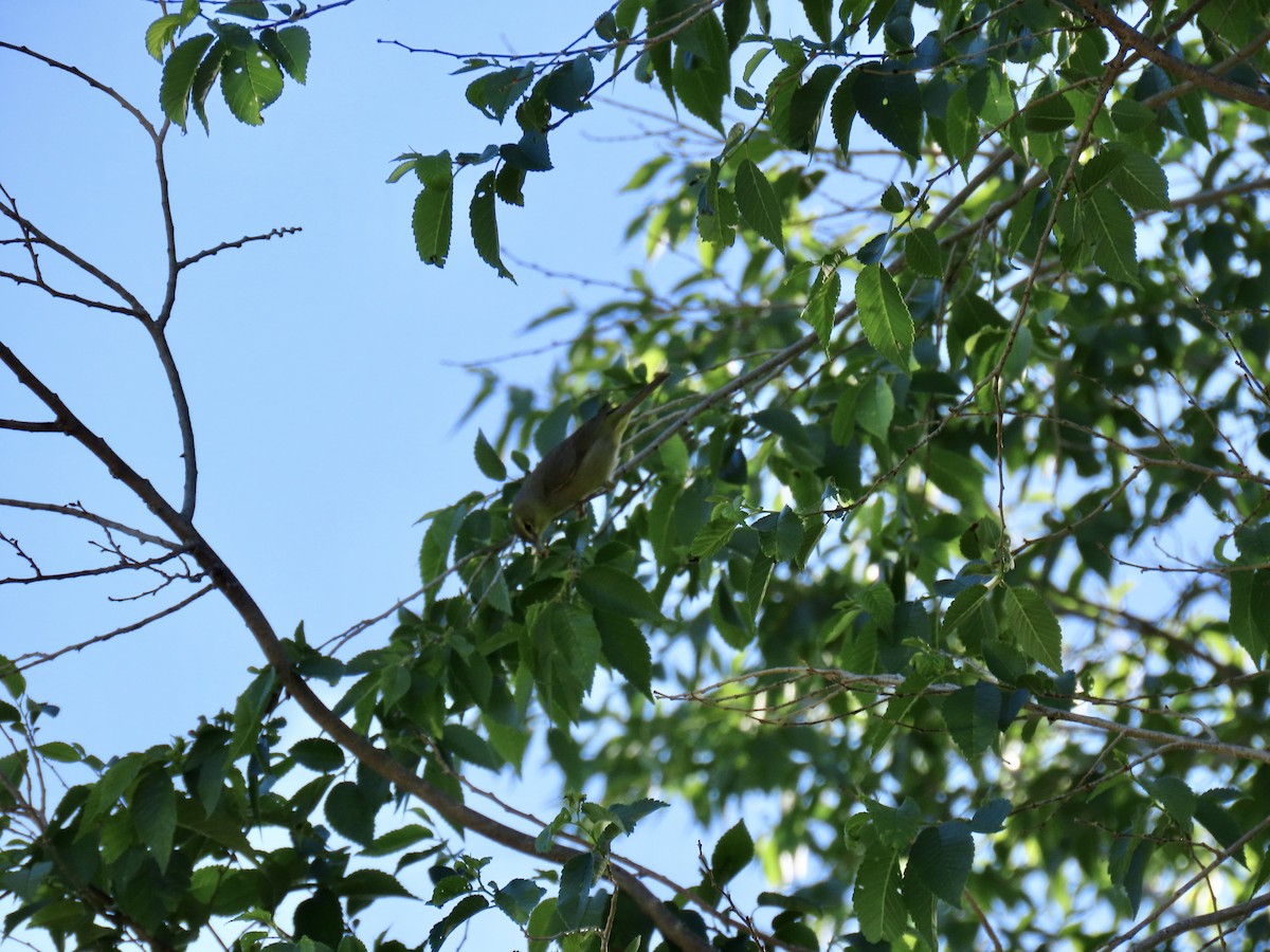Orange-crowned Warbler - douglas diekman