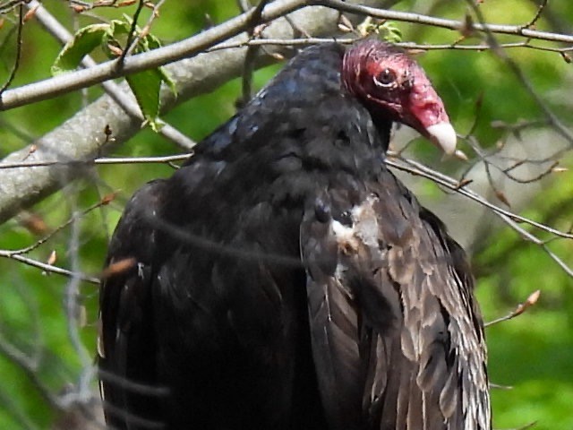 Turkey Vulture - ML619057903