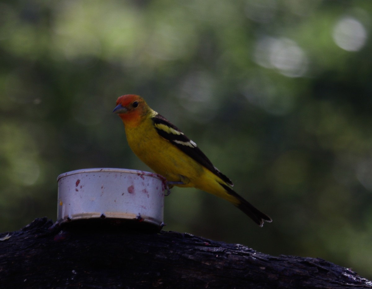 Western Tanager - Daphne Asbell