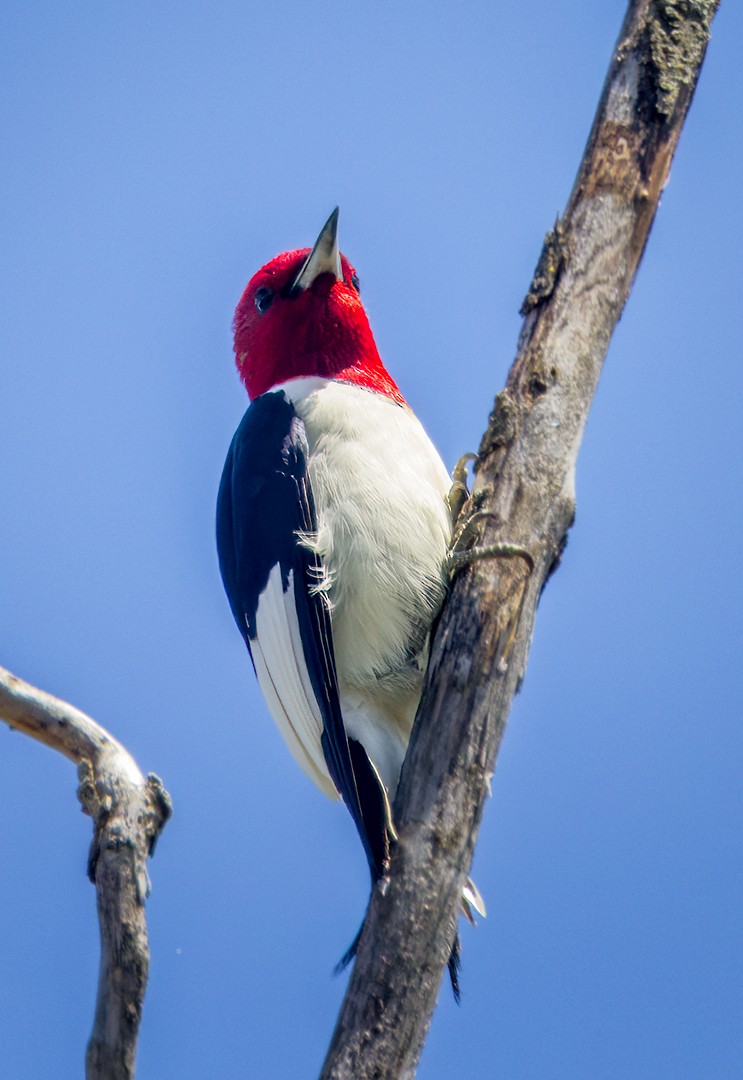 Red-headed Woodpecker - Eric Dyck