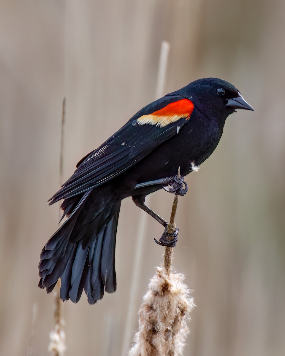 Red-winged Blackbird - ML619057989