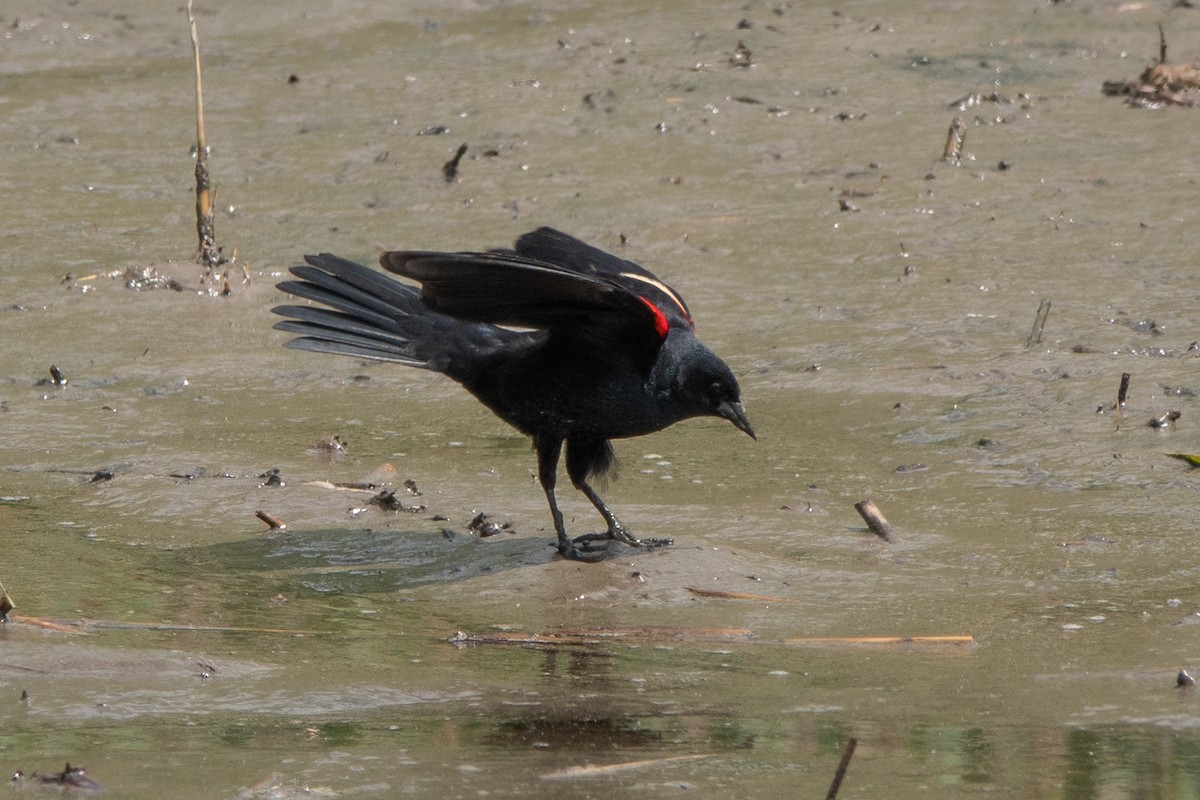 Red-winged Blackbird - ML619057995