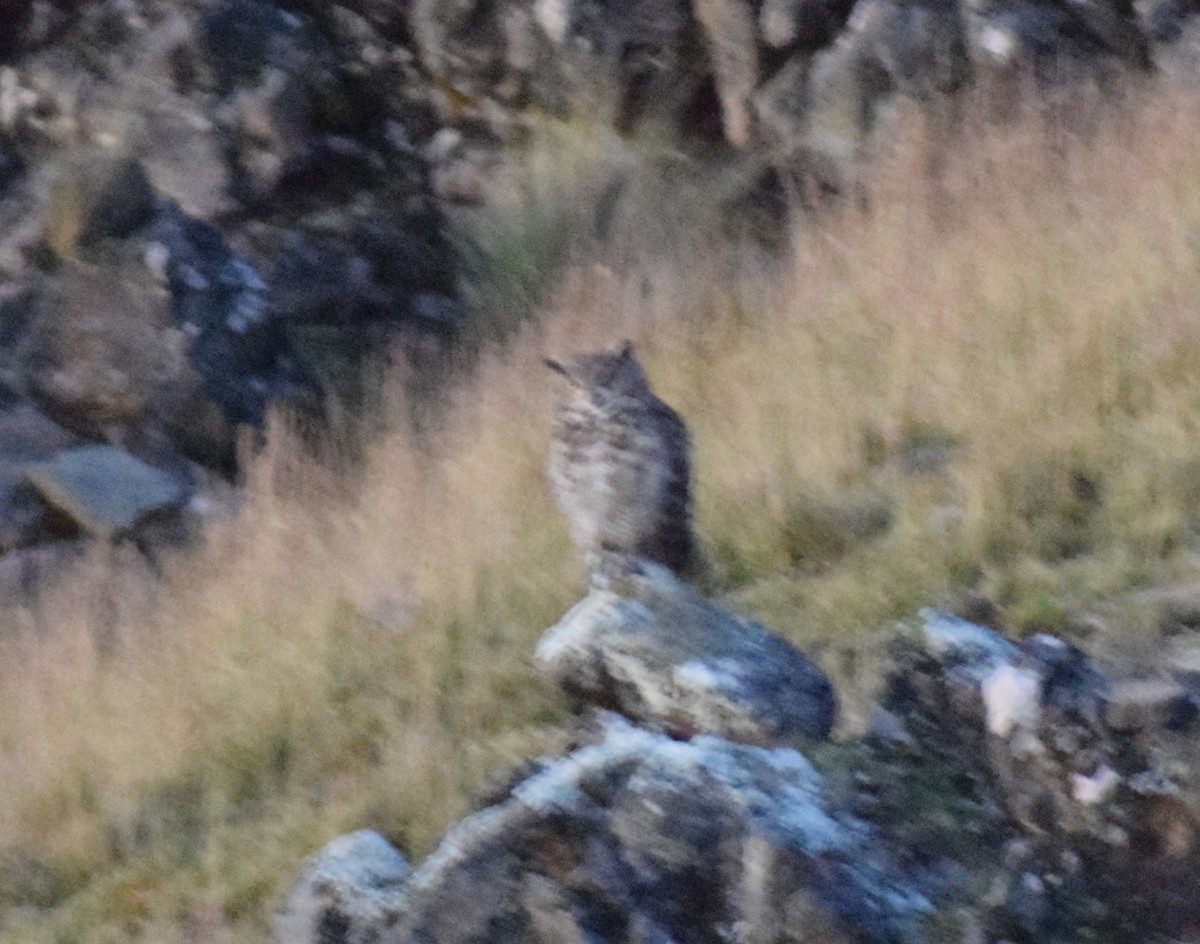 Lesser Horned Owl - ML619058005