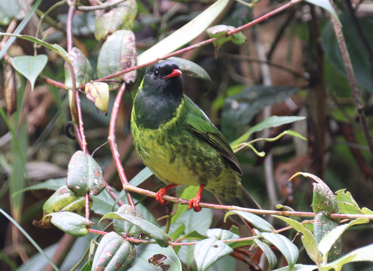 Green-and-black Fruiteater - ML619058020