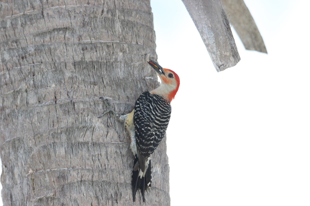 Red-bellied Woodpecker - ML619058239