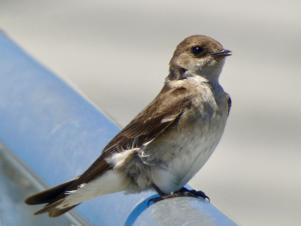 Northern Rough-winged Swallow - ML619058255