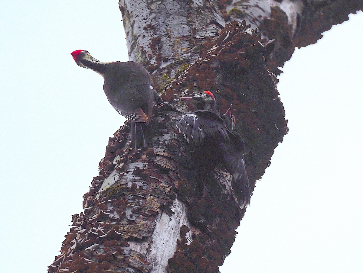 Pileated Woodpecker - ML619058267