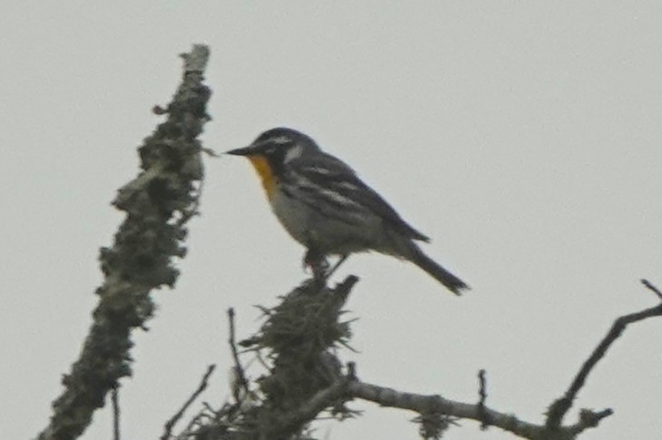 Yellow-throated Warbler - BettySue Dunn