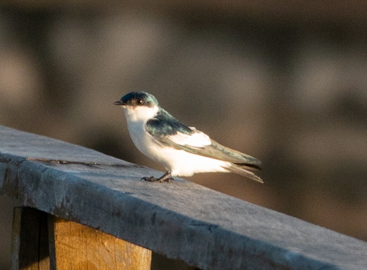 White-winged Swallow - ML619058359