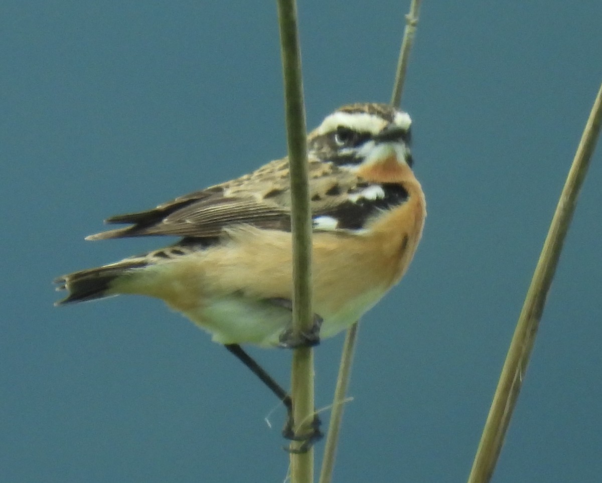 Whinchat - ML619058387