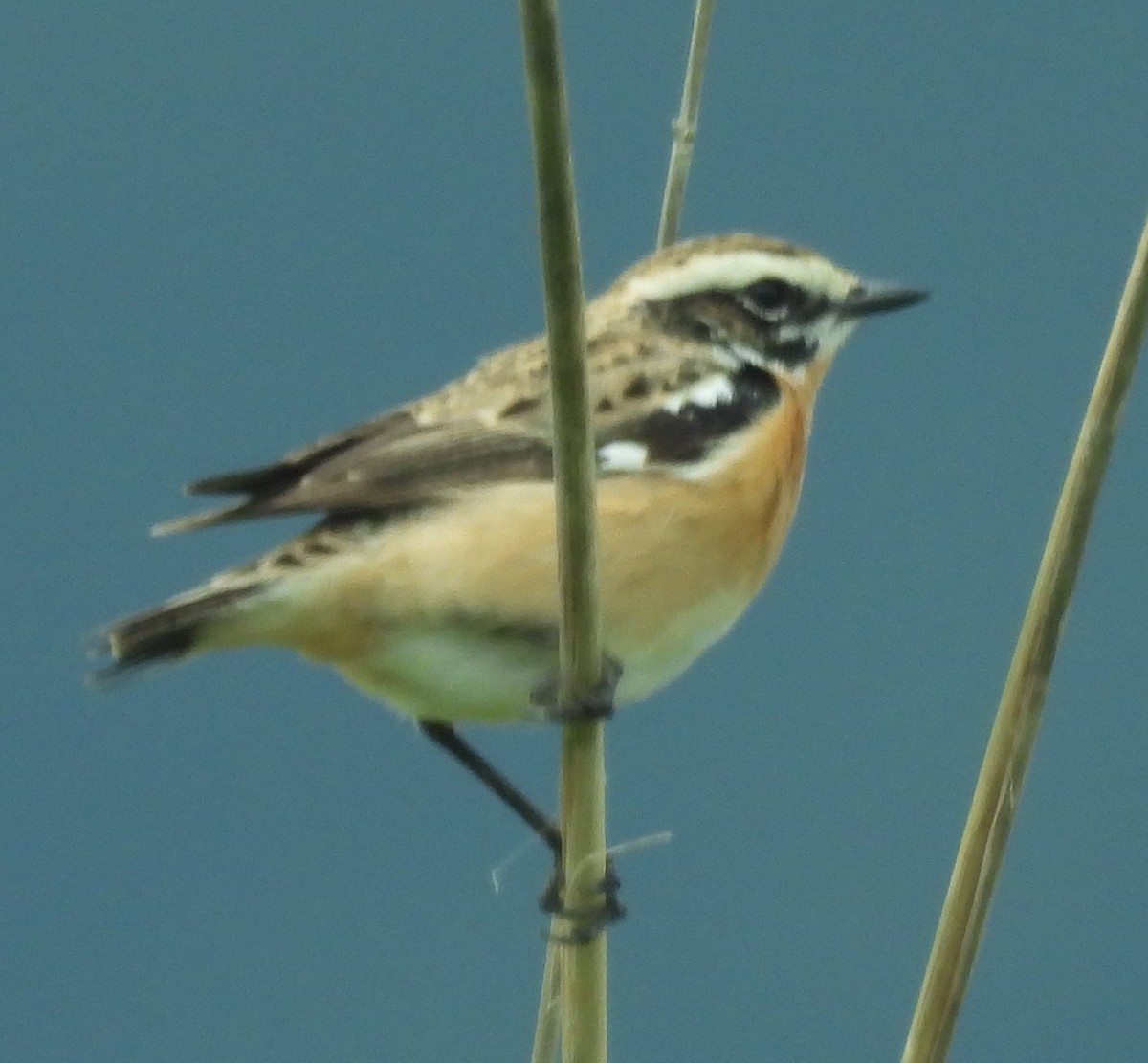Whinchat - ML619058388
