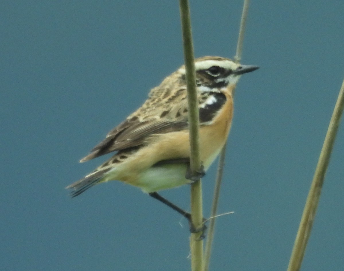 Whinchat - ML619058389