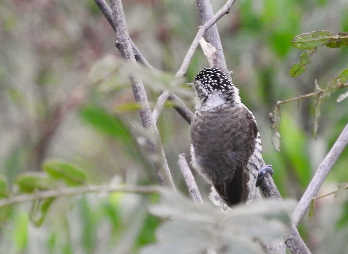 White-barred Piculet - ML619058528