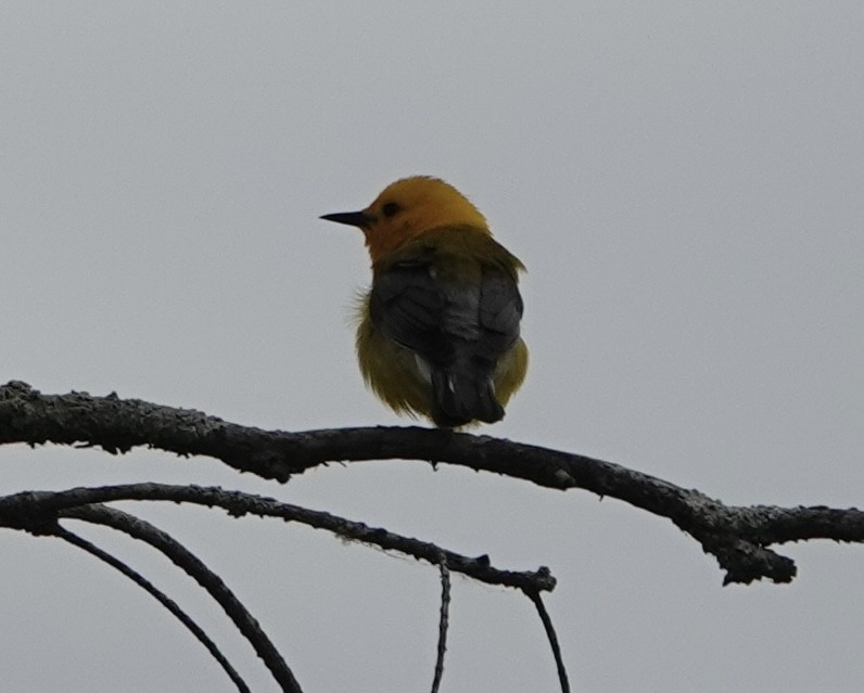 Prothonotary Warbler - ML619058535