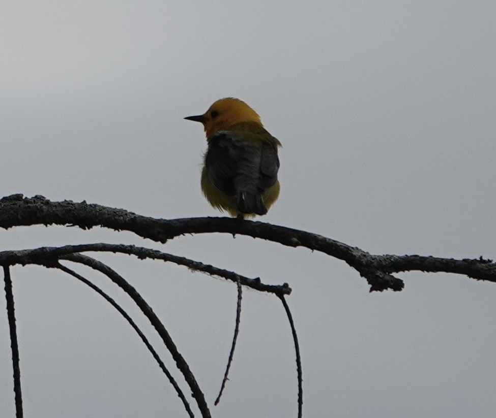 Prothonotary Warbler - ML619058537