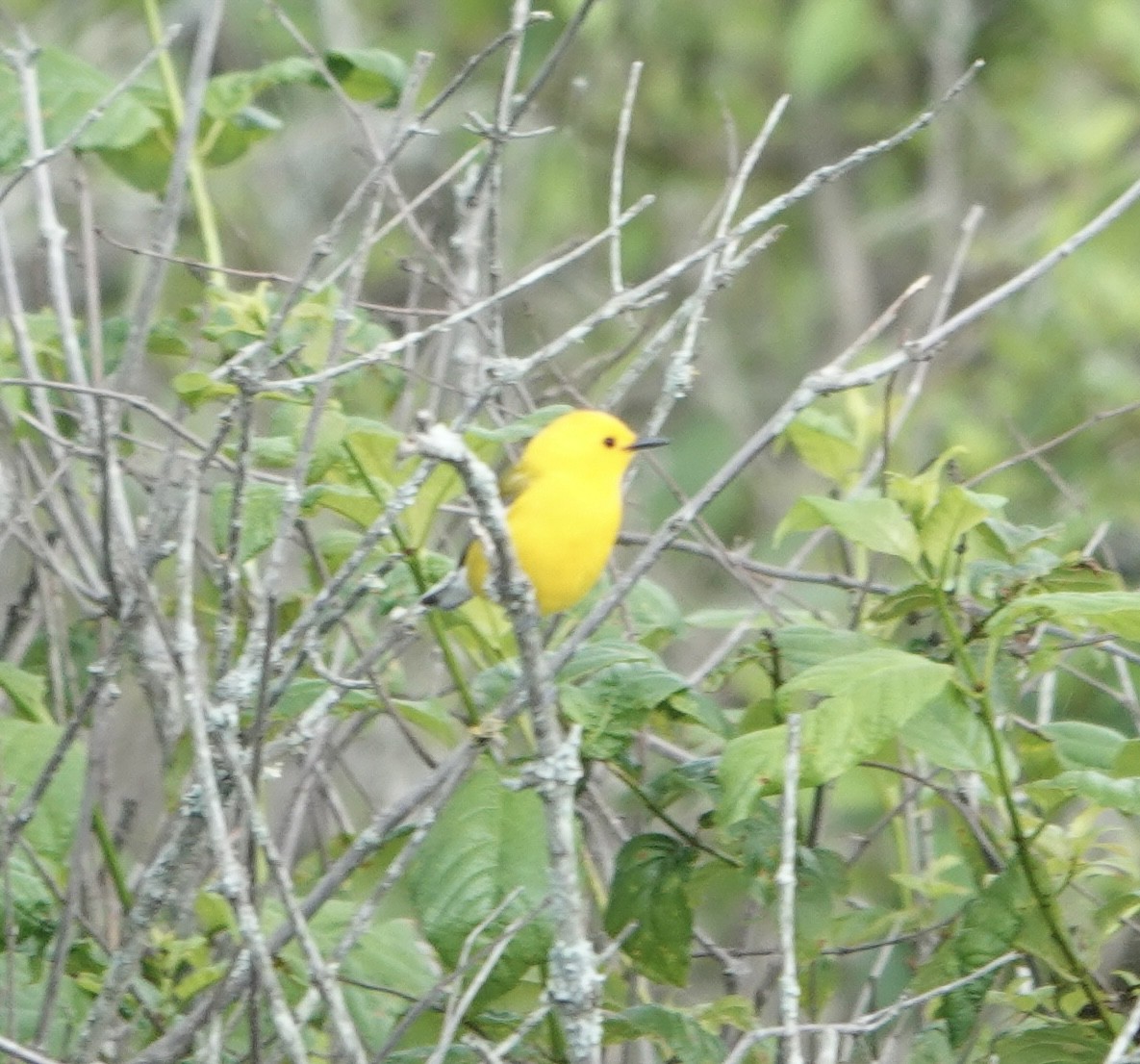 Prothonotary Warbler - ML619058538