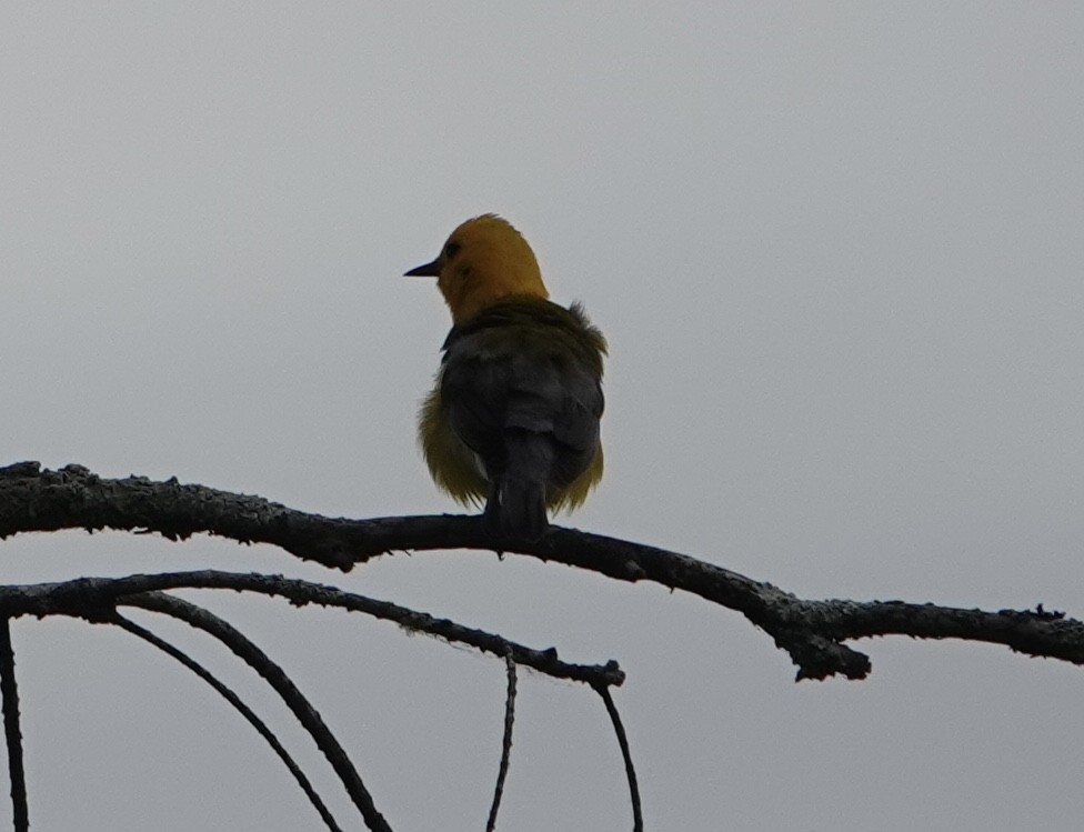 Prothonotary Warbler - ML619058539