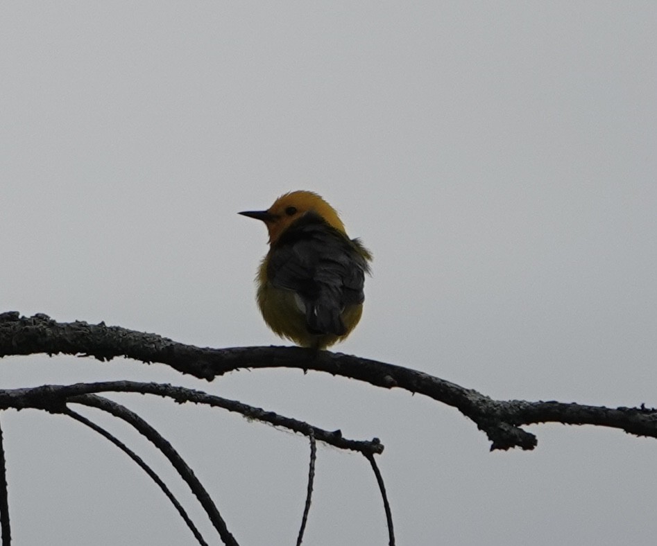 Prothonotary Warbler - ML619058540