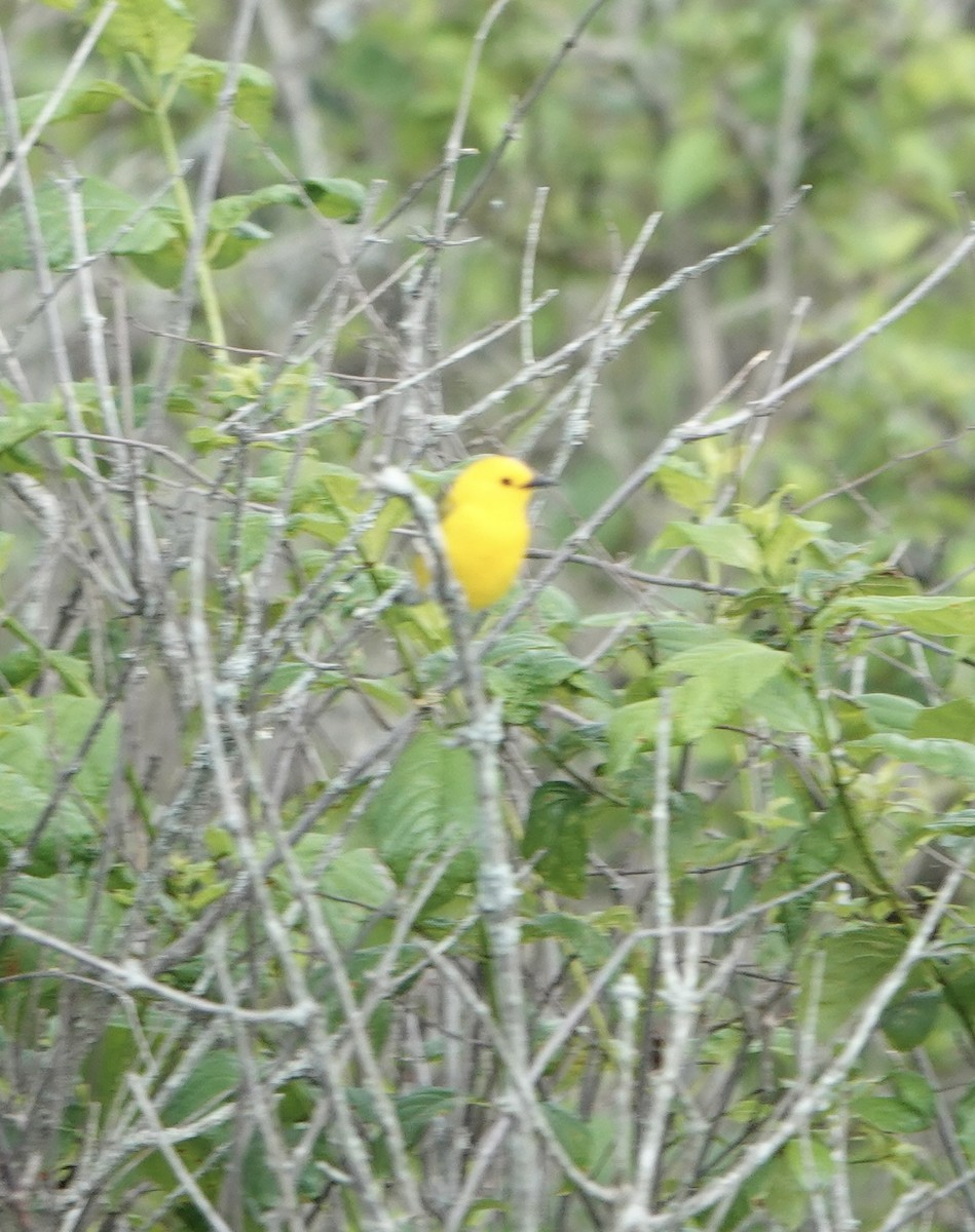 Prothonotary Warbler - ML619058541
