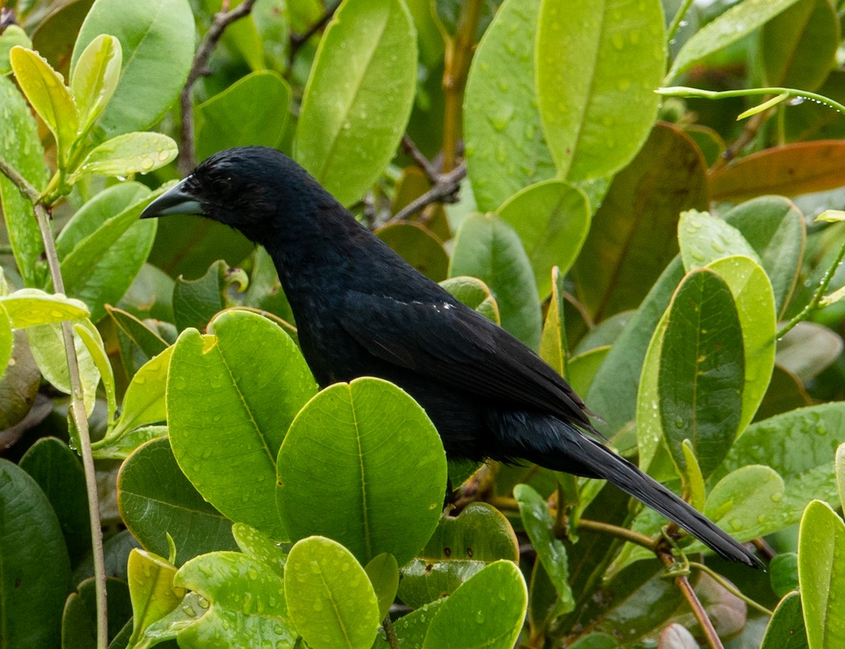 Unicolored Blackbird - ML619058573