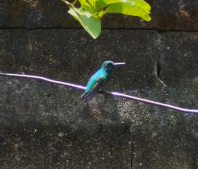 kolibřík modroocasý - ML619058588