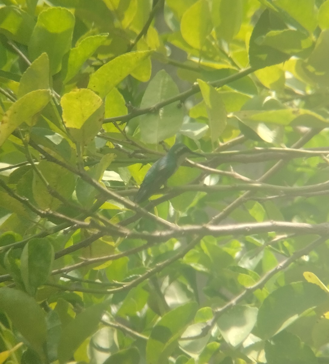 kolibřík modroocasý - ML619058589