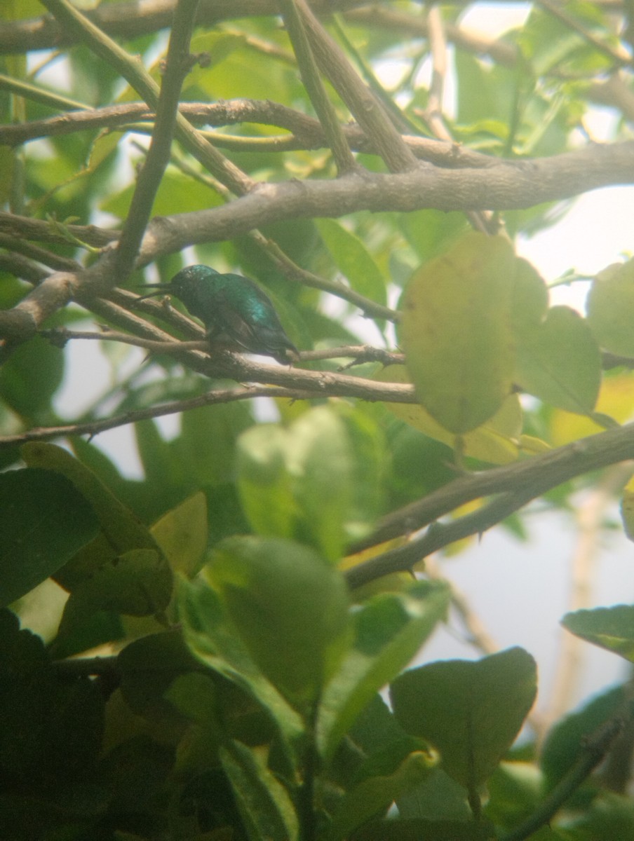 kolibřík modroocasý - ML619058590
