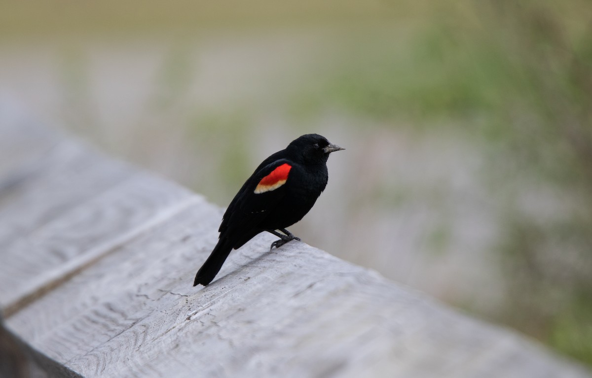 Red-winged Blackbird - ML619058591