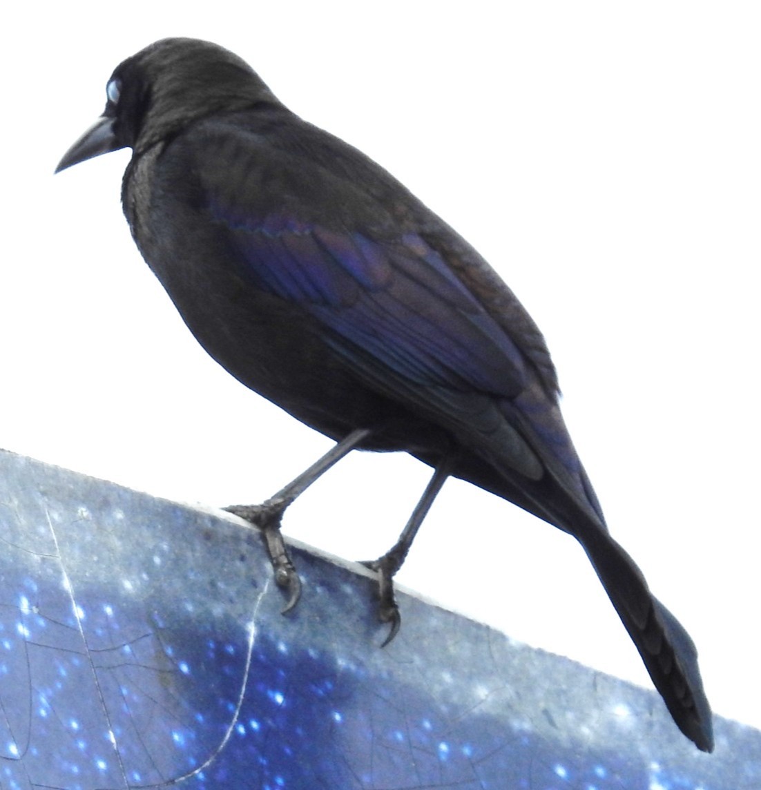 Boat-tailed Grackle - ML619058592