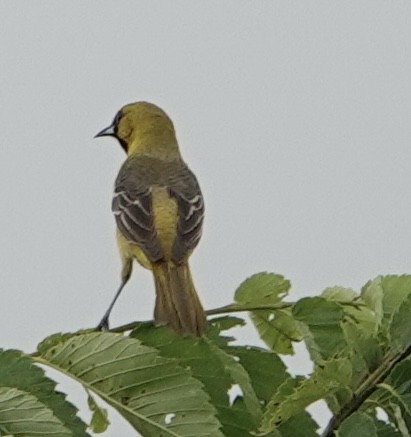 Orchard Oriole - ML619058601
