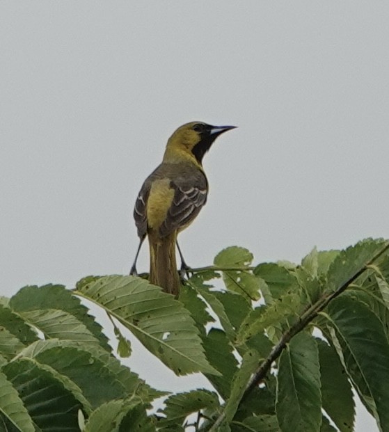 Orchard Oriole - ML619058603