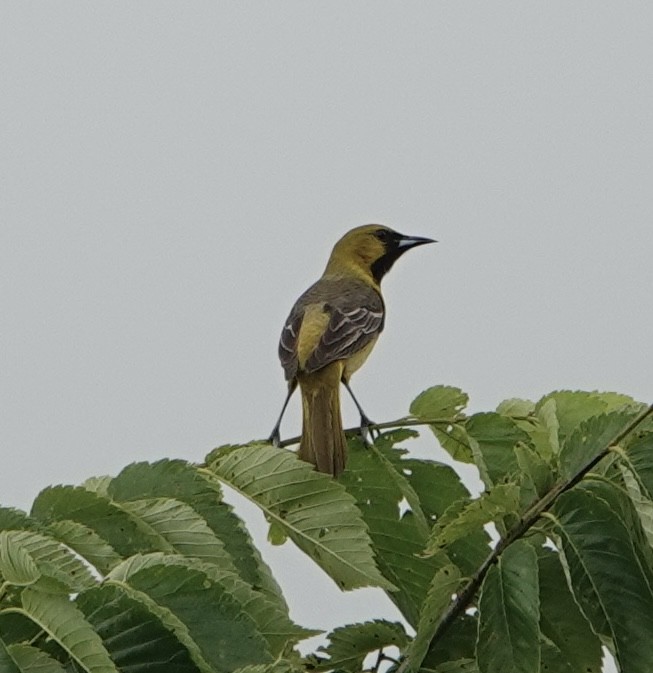 Orchard Oriole - ML619058604