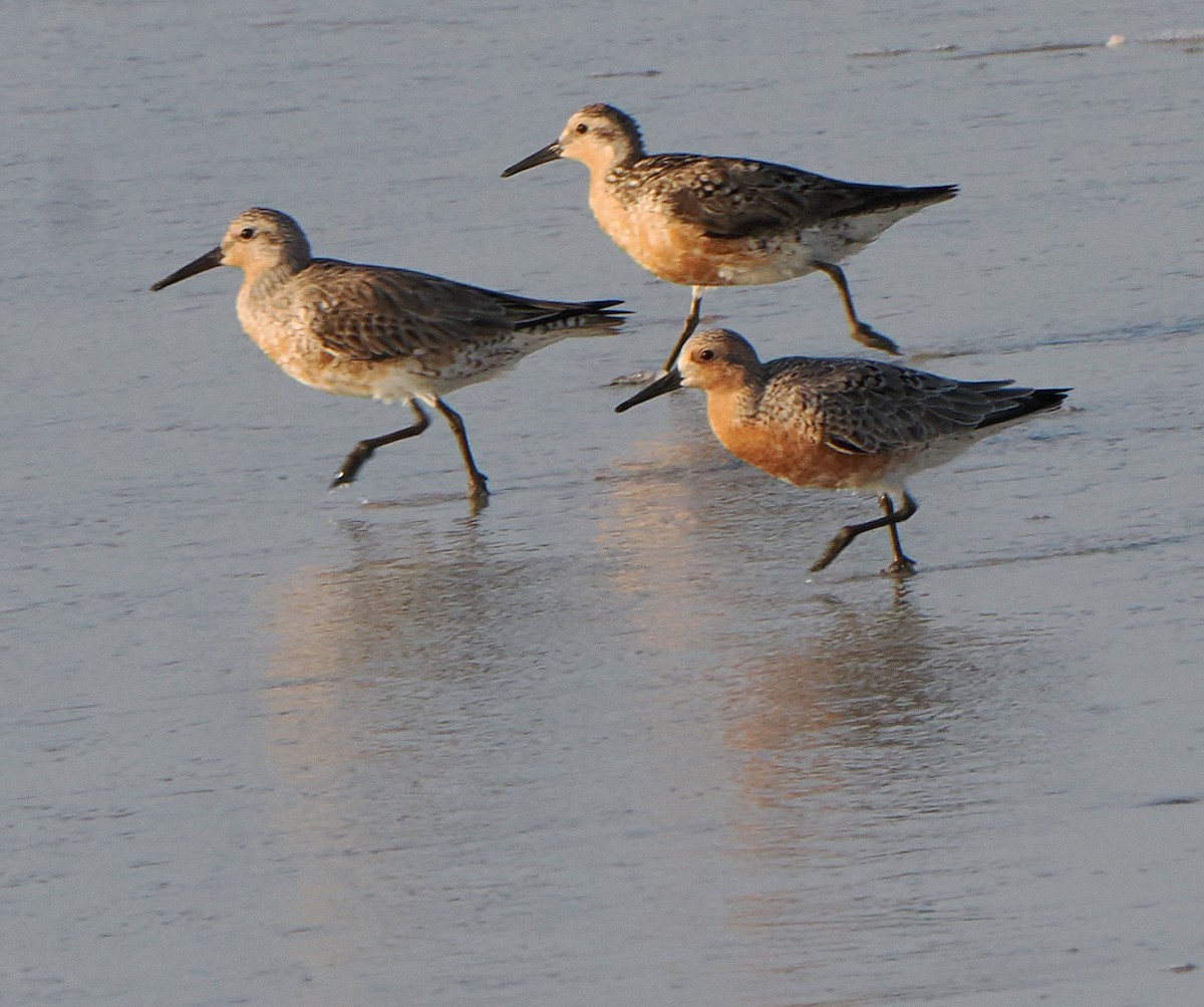 Red Knot - ML619058627