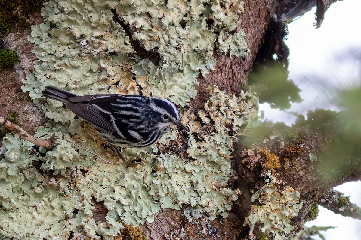 Black-and-white Warbler - ML619058633