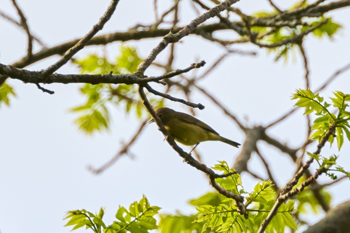 Orange-crowned Warbler - ML619058682
