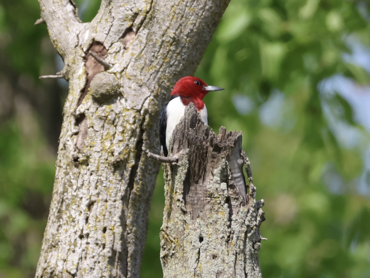 Red-headed Woodpecker - Joanne Morrissey