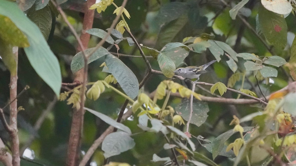 Chestnut-sided Warbler - Indira Thirkannad