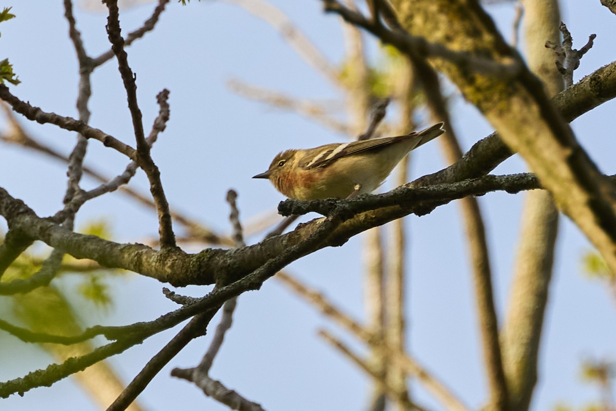 Bay-breasted Warbler - David Bird