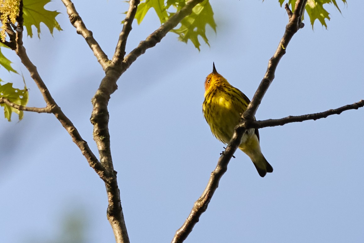 Cape May Warbler - ML619058726