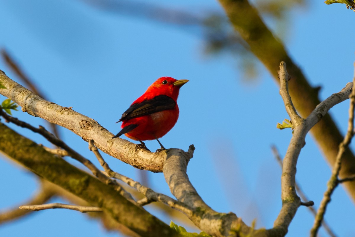 Scarlet Tanager - ML619058748