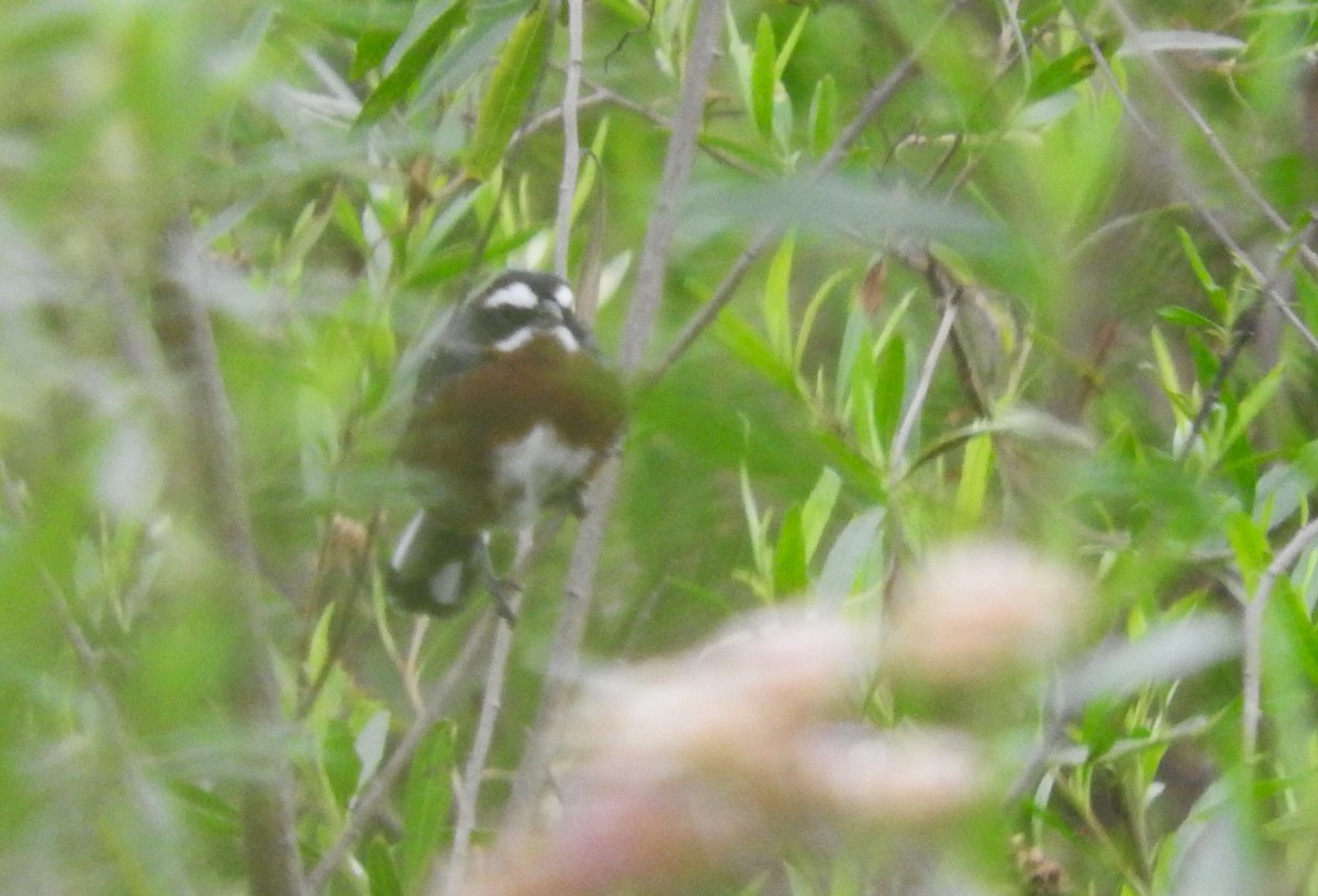 Black-and-chestnut Warbling Finch - ML619058761