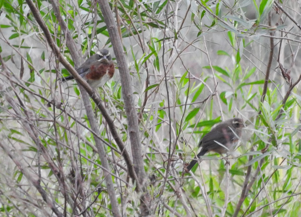 Black-and-chestnut Warbling Finch - ML619058763