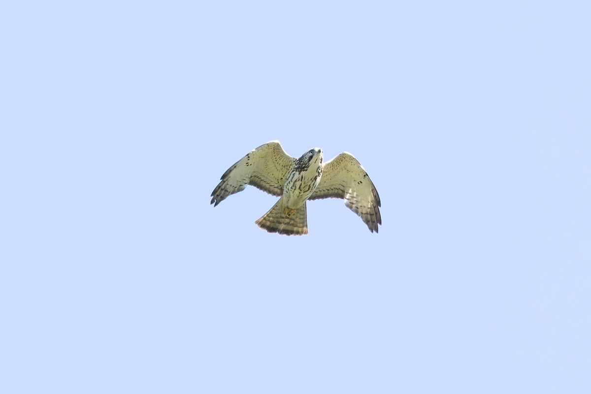 Broad-winged Hawk - ML619058764