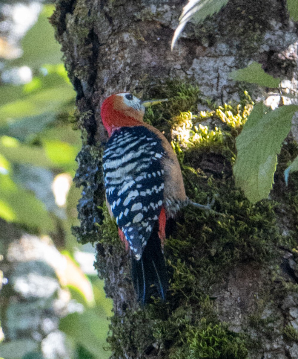 Rufous-bellied Woodpecker - ML619058808