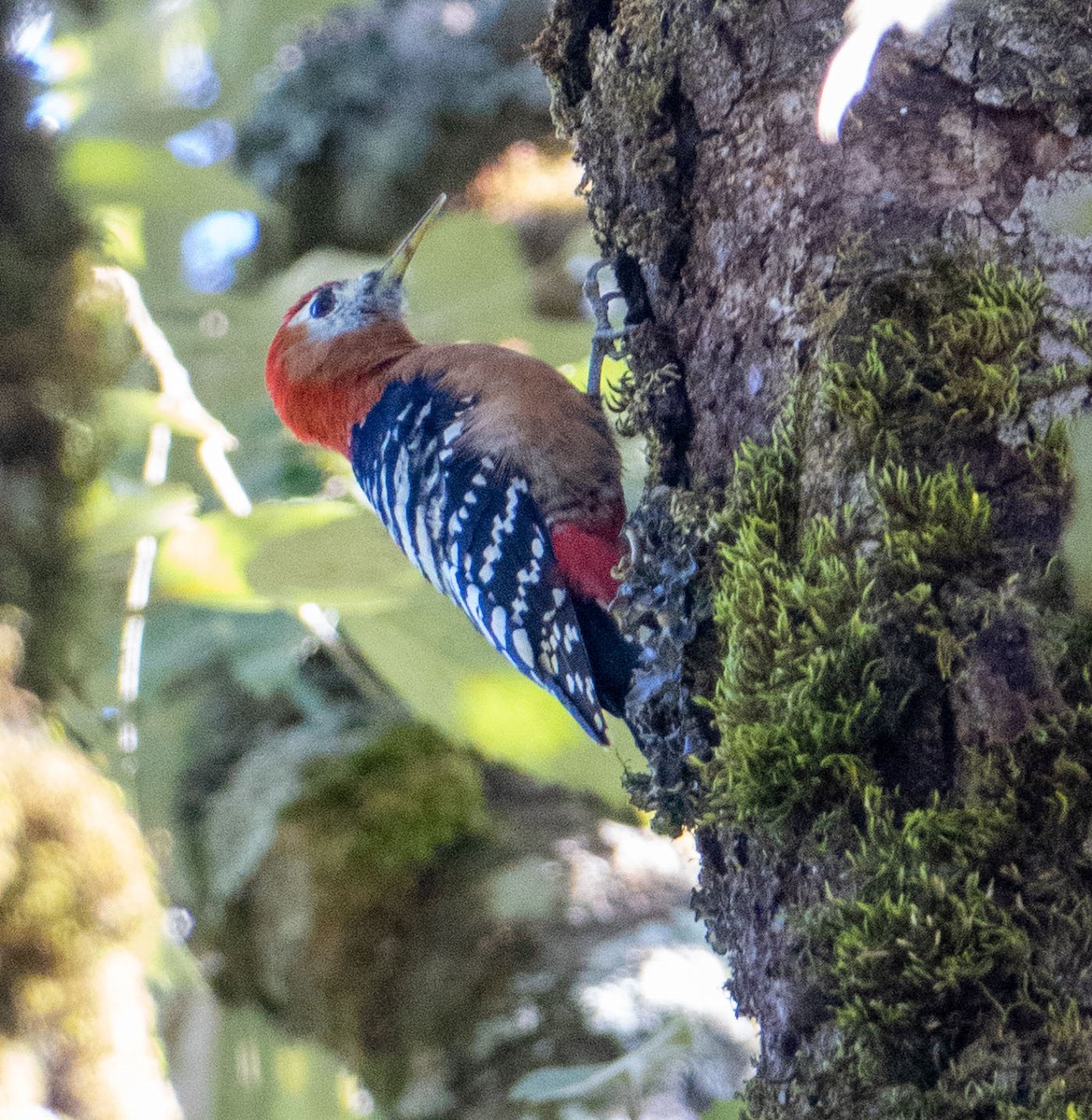 Rufous-bellied Woodpecker - ML619058809
