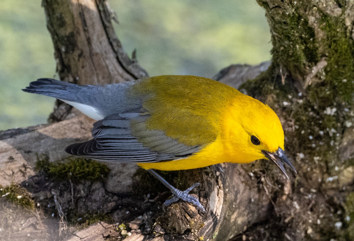 Prothonotary Warbler - ML619058826