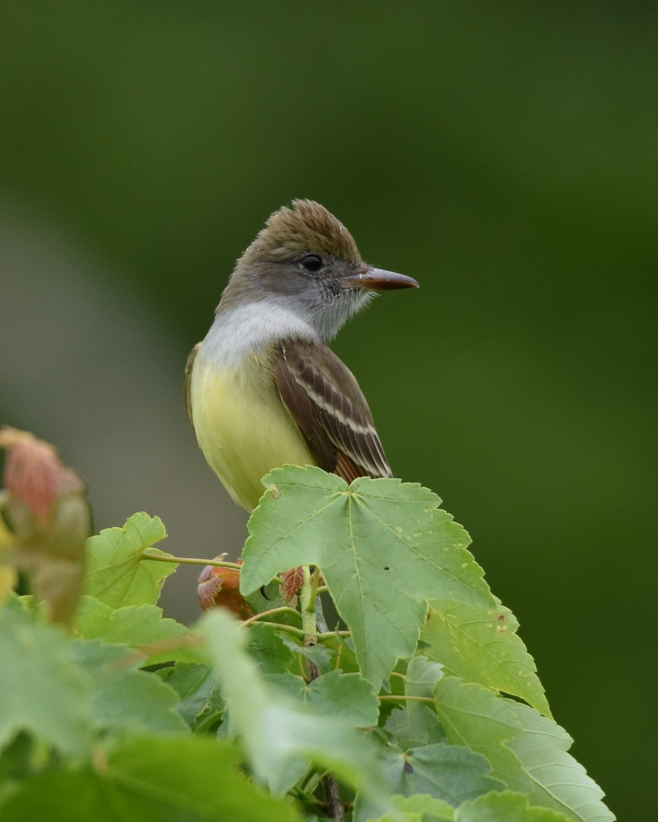 Great Crested Flycatcher - ML619058832